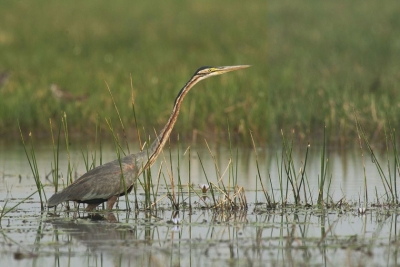 &quot;Zones humides et biodiversité&quot;, thème de la Journée mondiale des zones humides 2020