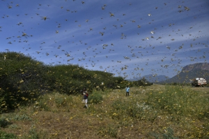 UNE INVASION HISTORIQUE DE CRIQUETS MENACE LA SÉCURITÉ ALIMENTAIRE DE L’AFRIQUE DE L’EST