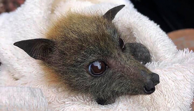 Australie: une sécheresse catastrophique pour les chauves-souris