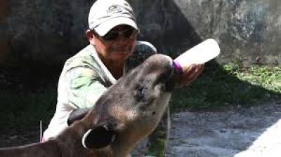 Au Honduras, un zoo de narcotrafiquants s&#039;est changé en refuge pour tapirs menacés