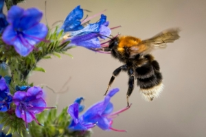 Les bourdons victimes du changement climatique