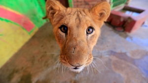 Dans le Yémen en guerre, les animaux des zoos luttent aussi pour survivre