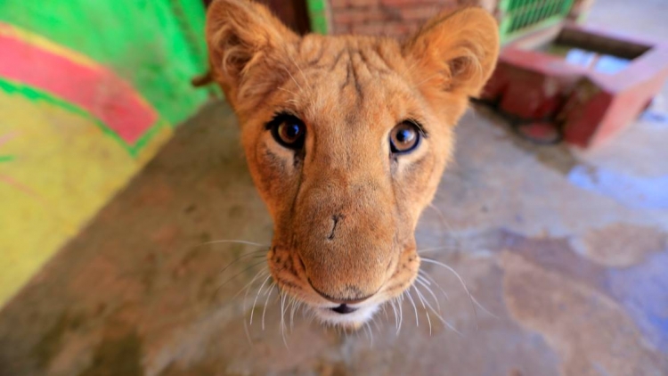 Dans le Yémen en guerre, les animaux des zoos luttent aussi pour survivre