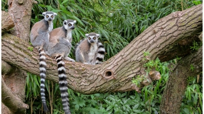 Tout ce que vous ignorez sur le lémurien de Madagascar