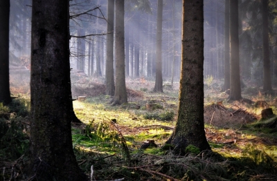 Le silence, un luxe en voie de disparition ?