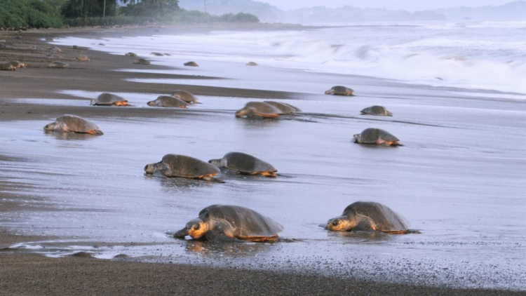 Une impressionnante nuée de milliers de tortues marines filmée au large du Costa Rica