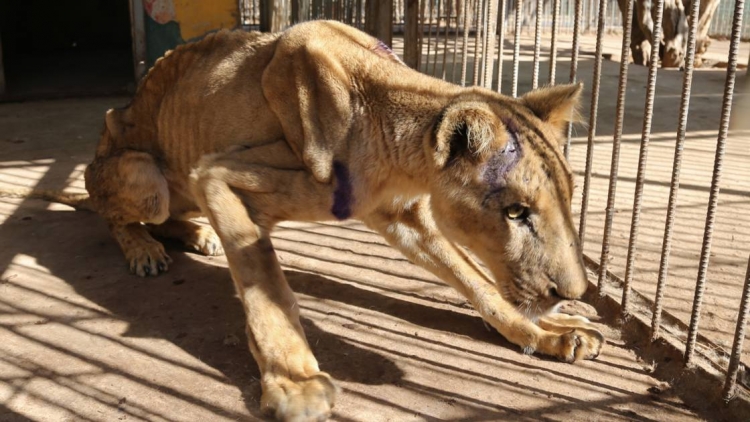 Soudan: des vétérinaires tentent de sauver les lions mal-nourris d&#039;un zoo