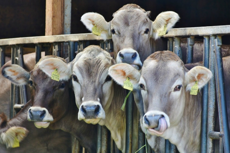 POUR RESPECTER L’ACCORD DE PARIS, LES PAYS DÉVELOPPÉS DOIVENT FIXER UN &quot;PIC DE VIANDE&quot; À NE PAS DÉPASSER D’ICI 2030