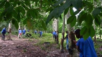 Côte d&#039;Ivoire: face aux critiques, l&#039;hévéaculture tente de se renouveler