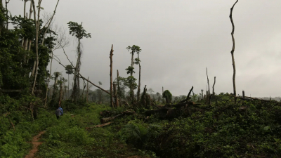 L’index mesurant la vulnérabilité des forêts tropicales suffira-t-il à les sauver ?