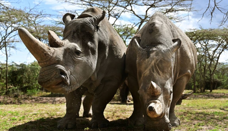 Kenya: des scientifiques font un pas de plus pour sauver le rhinocéros blanc du Nord