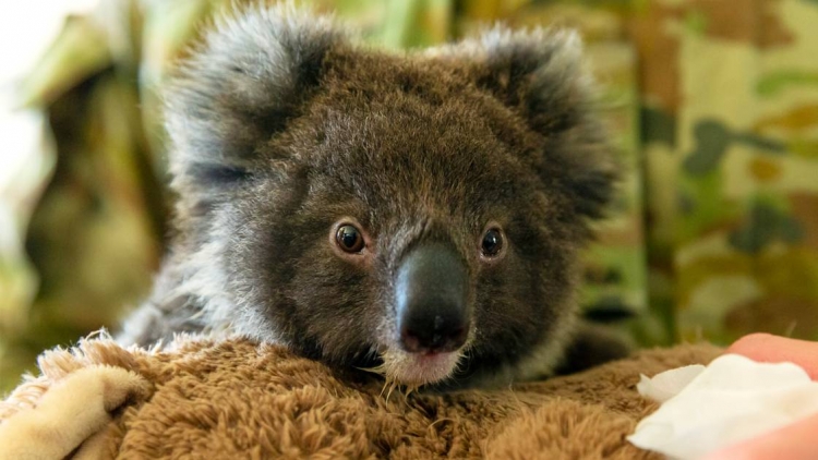 Australie: Mort d&#039;une dizaine de Koalas après la destruction d&#039;une plantation