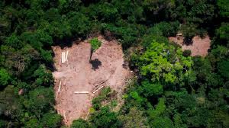 Amazonie: La déforestation a été multipliée par quatre en juillet au Brésil