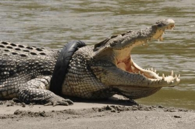 Indonésie: offre de récompense pour retirer un pneu du cou d&#039;un crocodile géant