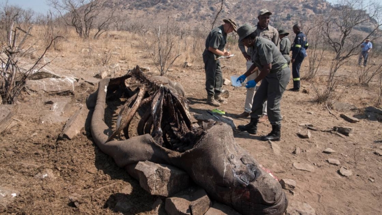 Afrique du Sud: le nombre de rhinocéros braconnés en baisse en 2019