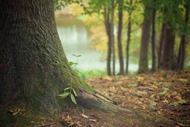 [INVESTIR PRÈS DE CHEZ VOUS] ECOTREE FAIT POUSSER DES ARBRES AVEC VOTRE ÉPARGNE COMME ENGRAIS