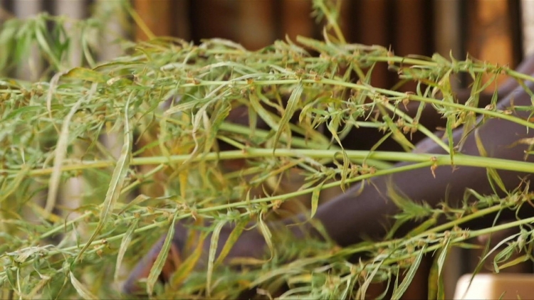 Sénégal : le cannabis, pain bénit d&#039;un coin reculé de la Casamance