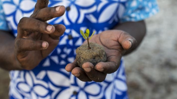 Ces arbres merveilleux qui enrichissent la biodiversité marine