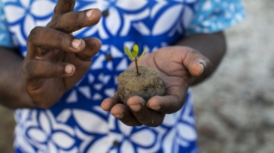 Ces arbres merveilleux qui enrichissent la biodiversité marine