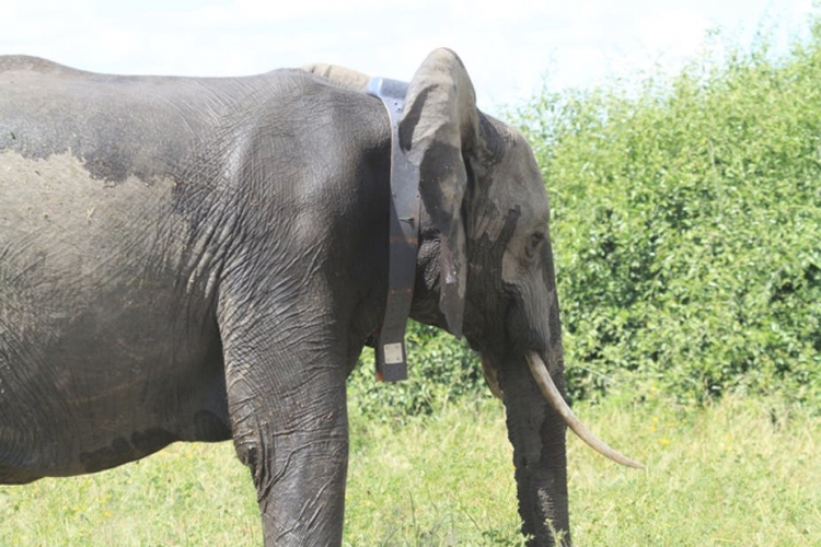 Ce que le sommeil des éléphants nous apprend sur le nôtre