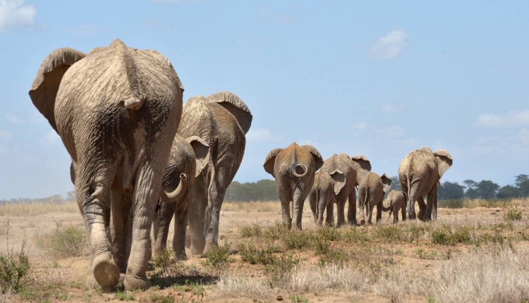 Espèces menacées: des députés européens demandent l&#039;interdiction de la chasse aux trophées