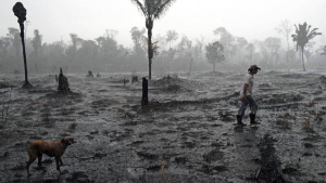 Amazonie: pendant l&#039;épidémie, la déforestation s&#039;accélère