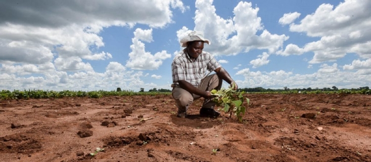 RAPPORT DU GIEC : L’AGRICULTURE EST À LA FOIS UN FARDEAU ET UN REMPART POUR LE CHANGEMENT CLIMATIQUE