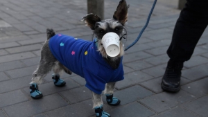 Hong Kong: un chien testé positif au coronavirus placé en quarantaine