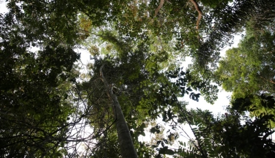 Déforestation en Amazonie: la Guyane surtout menacée par l&#039;orpaillage