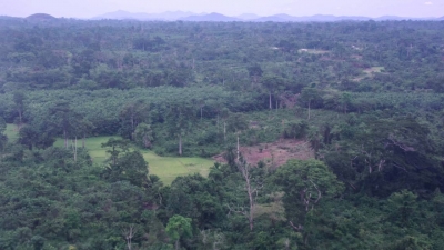 Côte d&#039;Ivoire : un inventaire des forêts pour un plan de reboisement