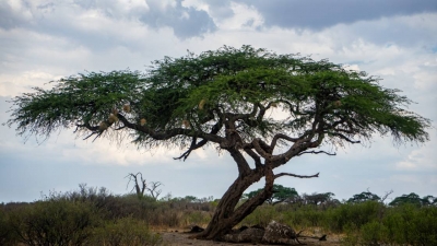 Au Zimbabwe, la sécheresse accroît les conflits entre l&#039;Homme et la faune